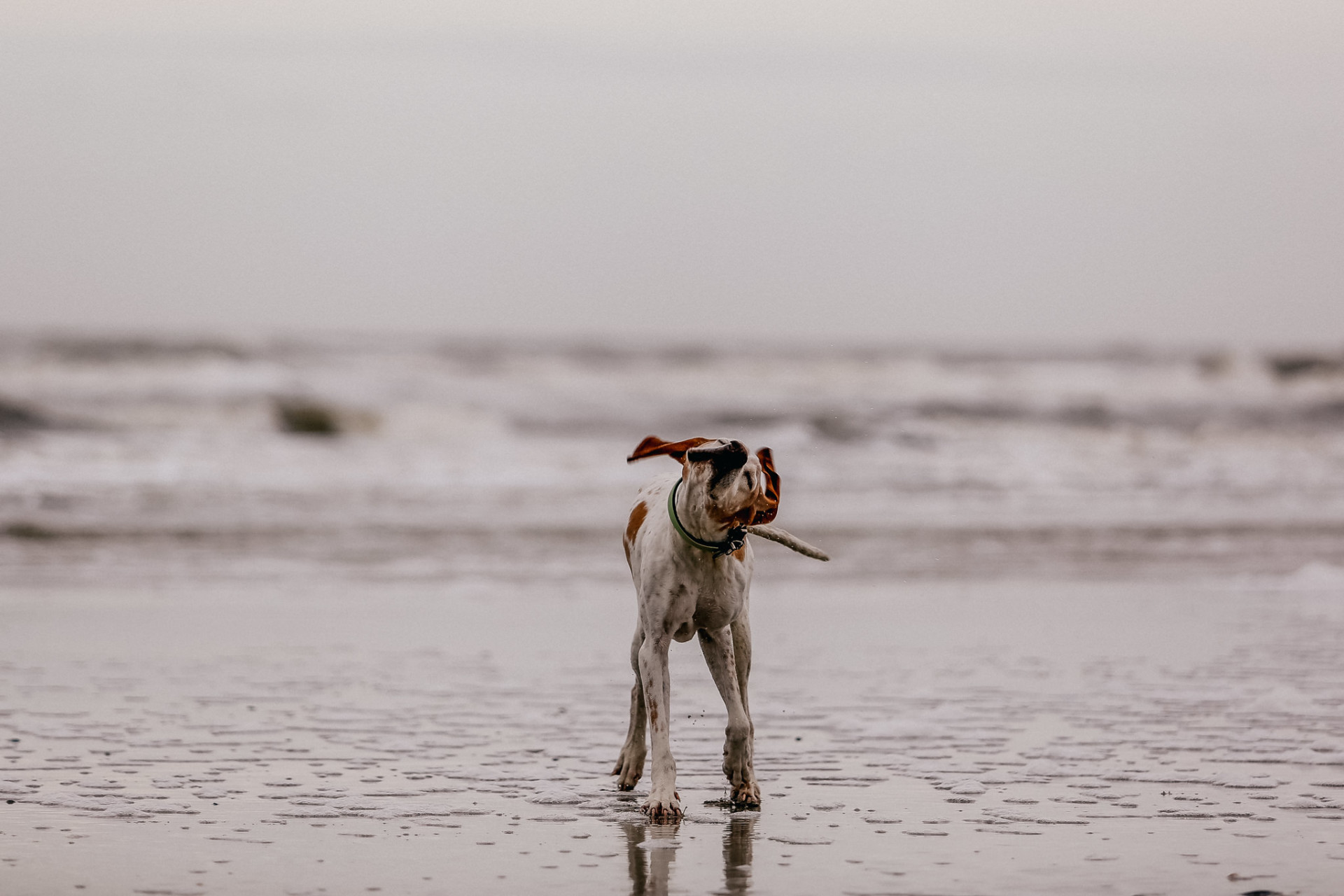 dog photographer spo-beach motel photographer-dog photos beach