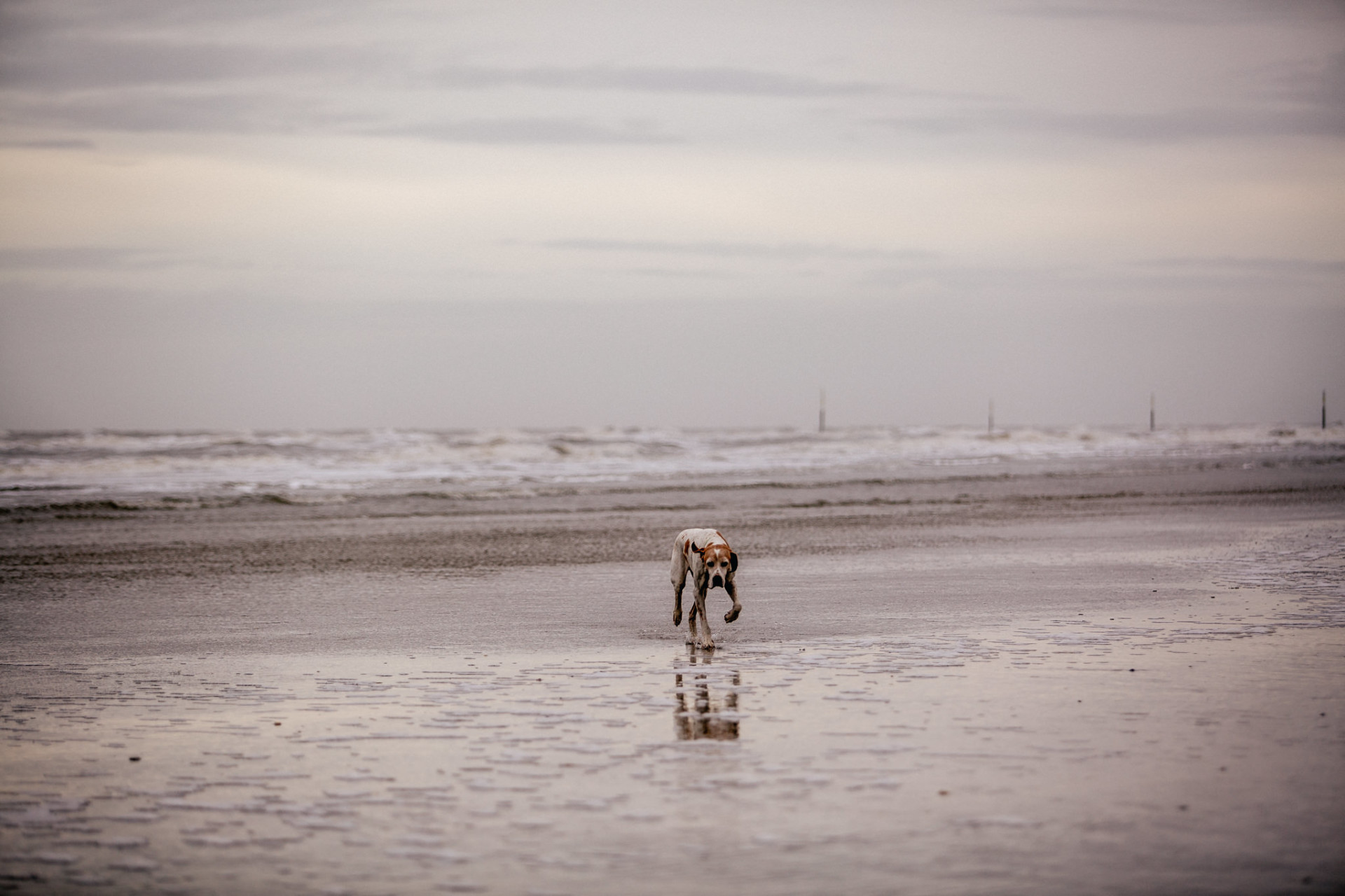 dog photographer spo-beach motel photographer-dog photos beach