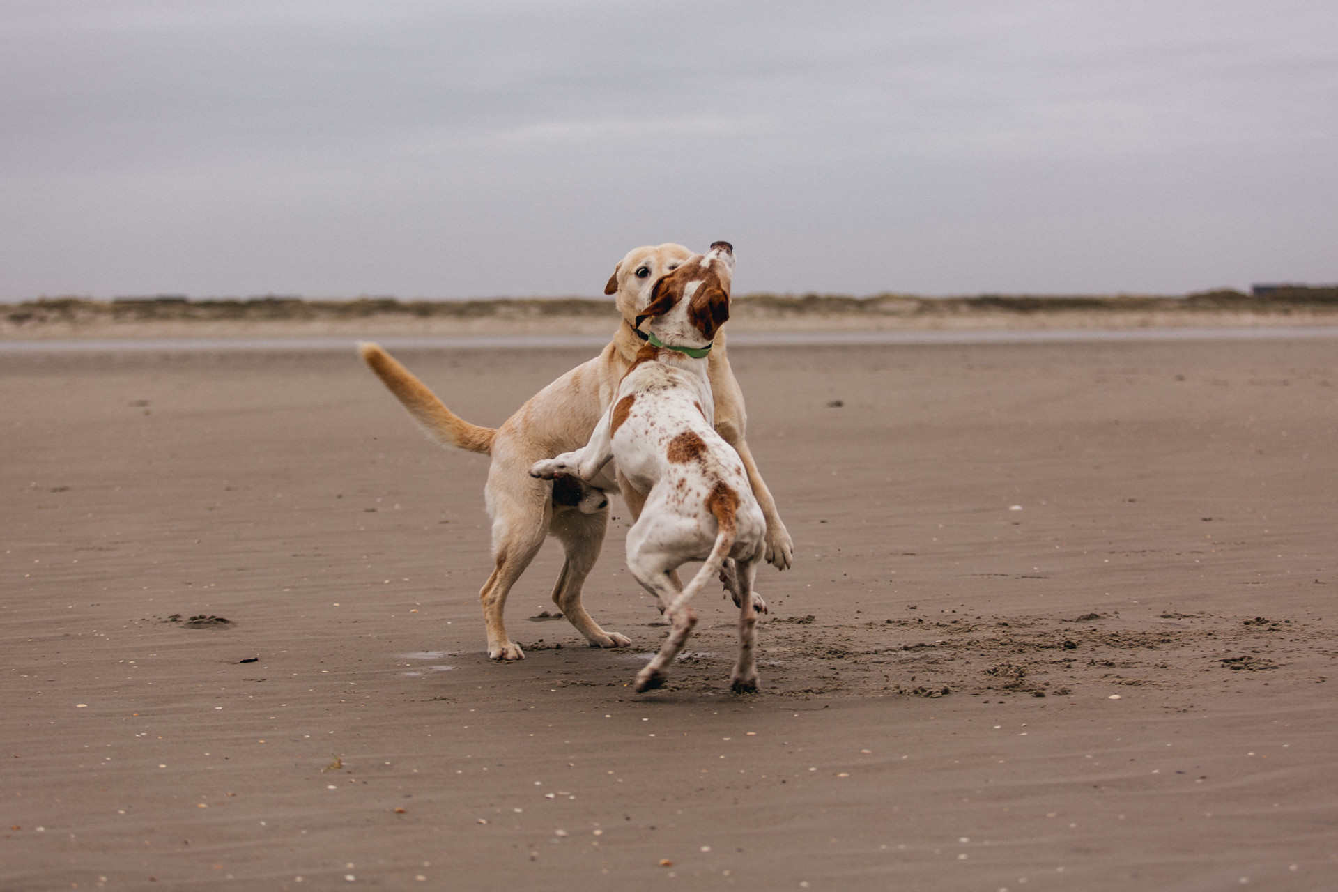 dog photographer germany-dog photos spo-beach motel photographer
