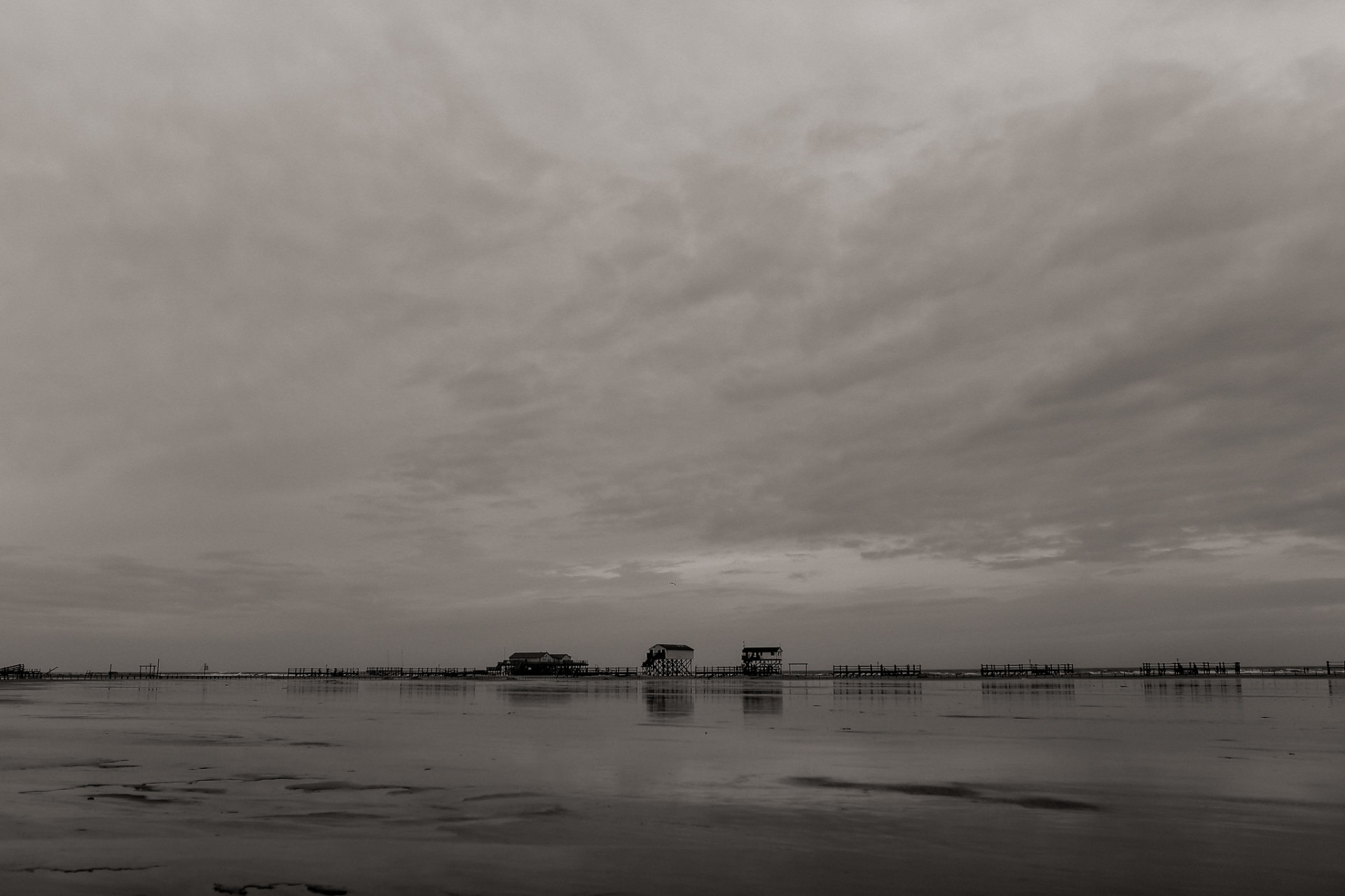 dog photographer spo-beach motel photographer-dog photos beach