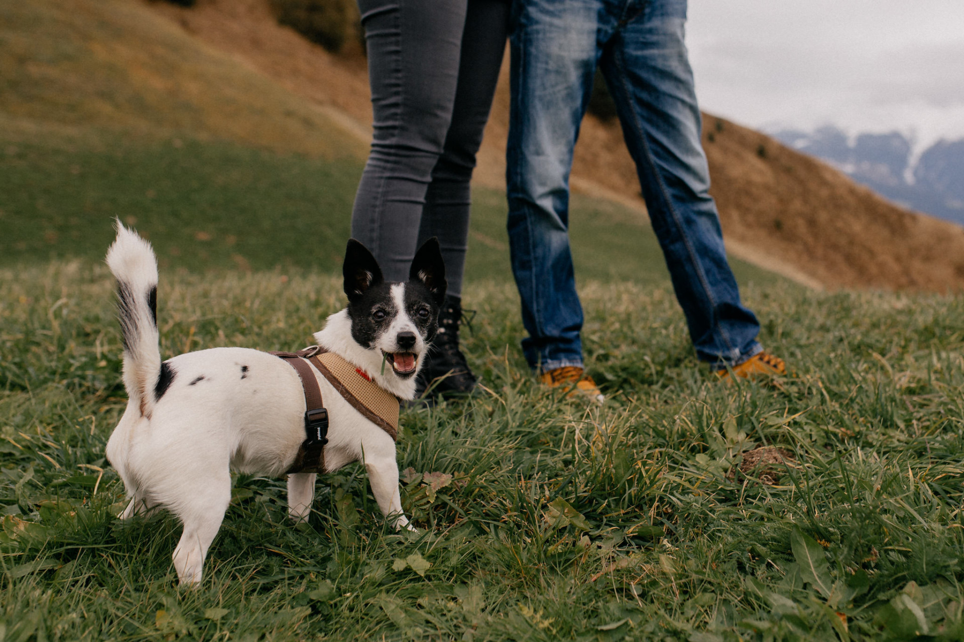 engagement photos with dog-wedding photographer austria-engagement photos austria