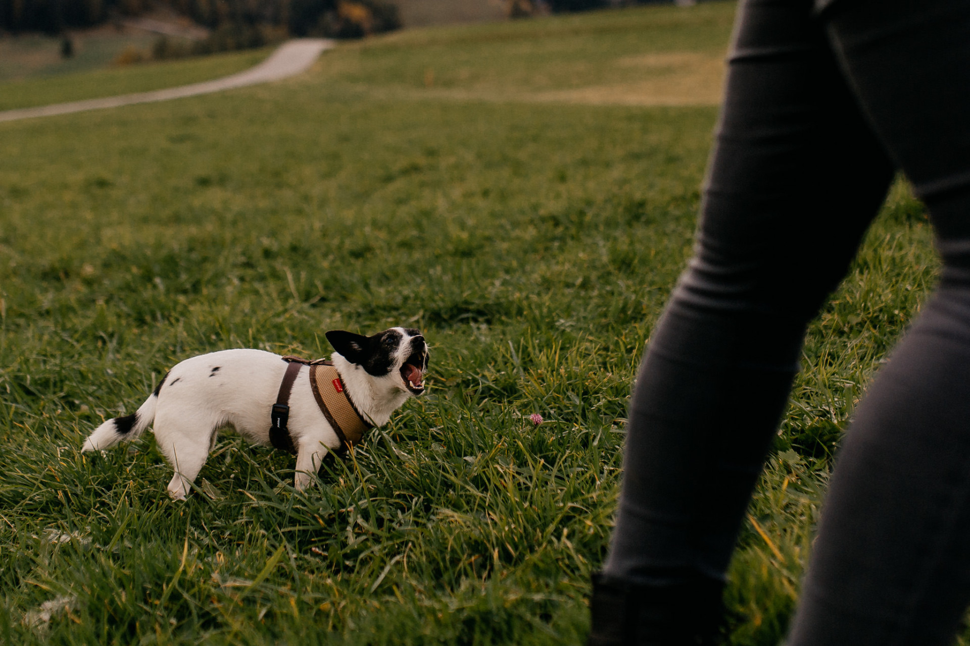 engagement photos with dog-wedding photographer austria-engagement photos austria