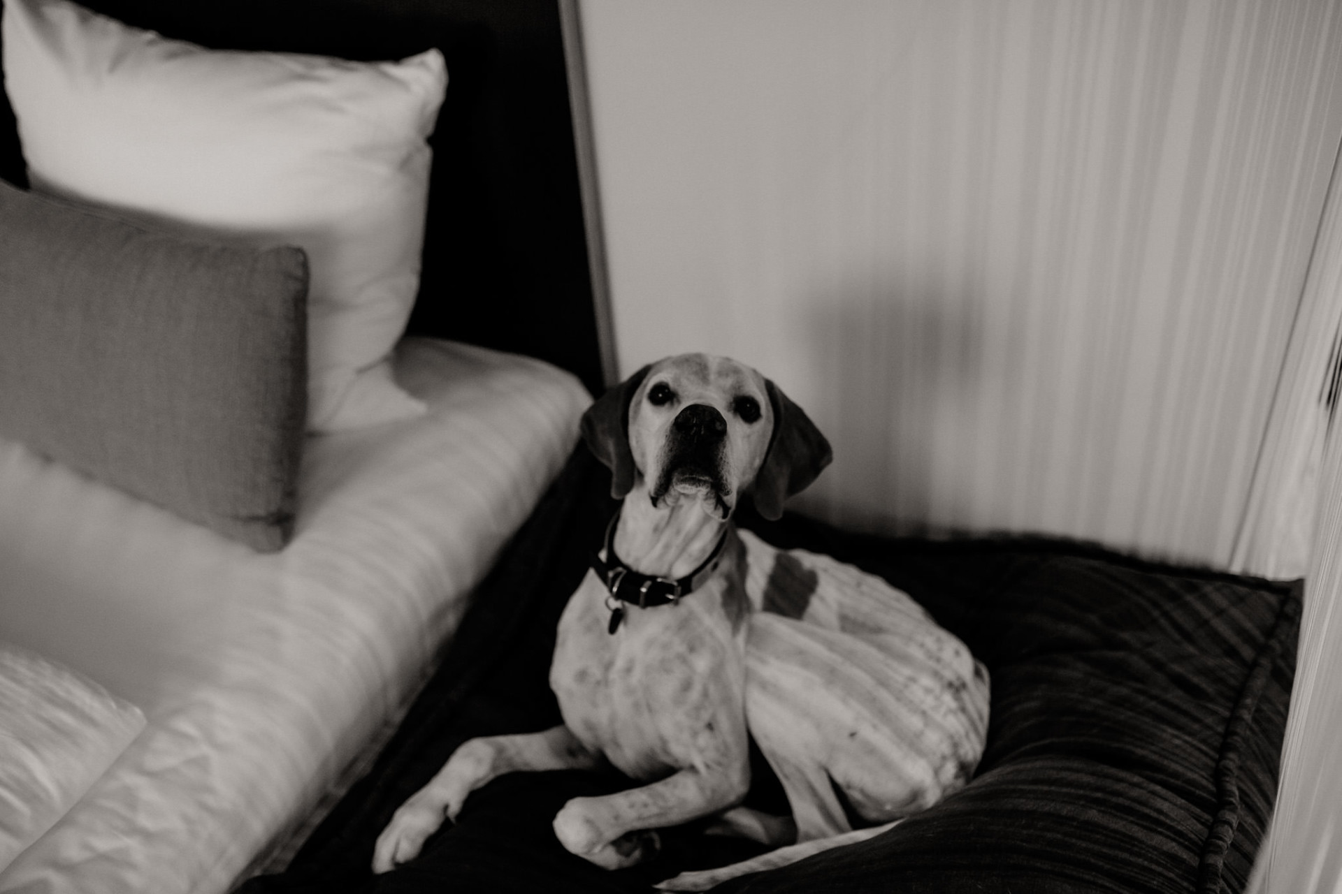 innsbruck hotel with dog-travel with dogs-austria wedding photographer
