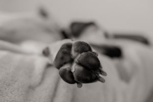 individual dog portrait-artistic puppy photos-english pointer dog