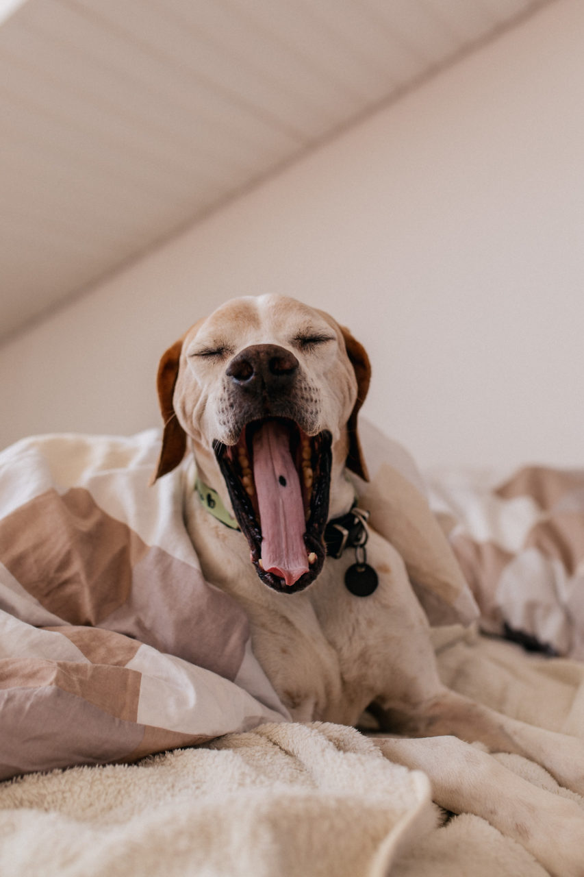 dog photographer europe-individual dog portraits-yawning puppy