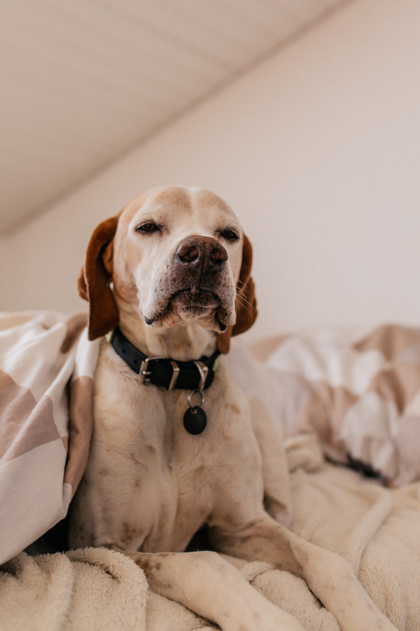 individual dog portrait-artistic puppy photos-english pointer dog