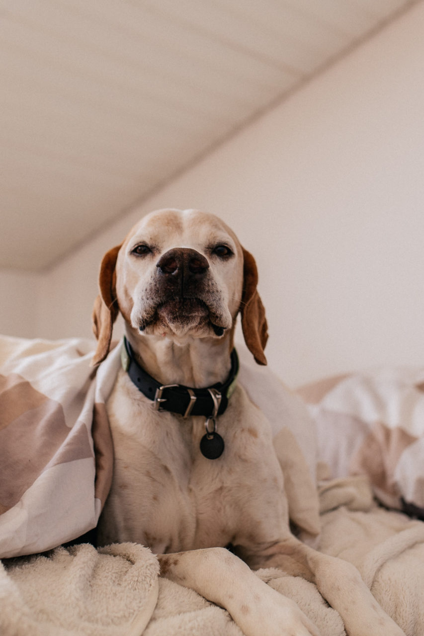 individual dog portrait-artistic puppy photos-english pointer dog
