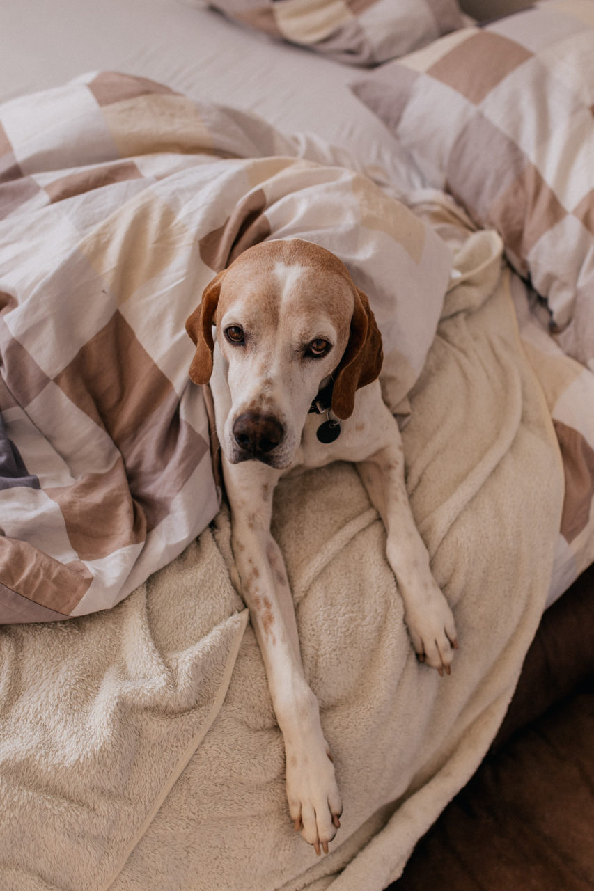 individual dog portrait-artistic puppy photos-english pointer dog