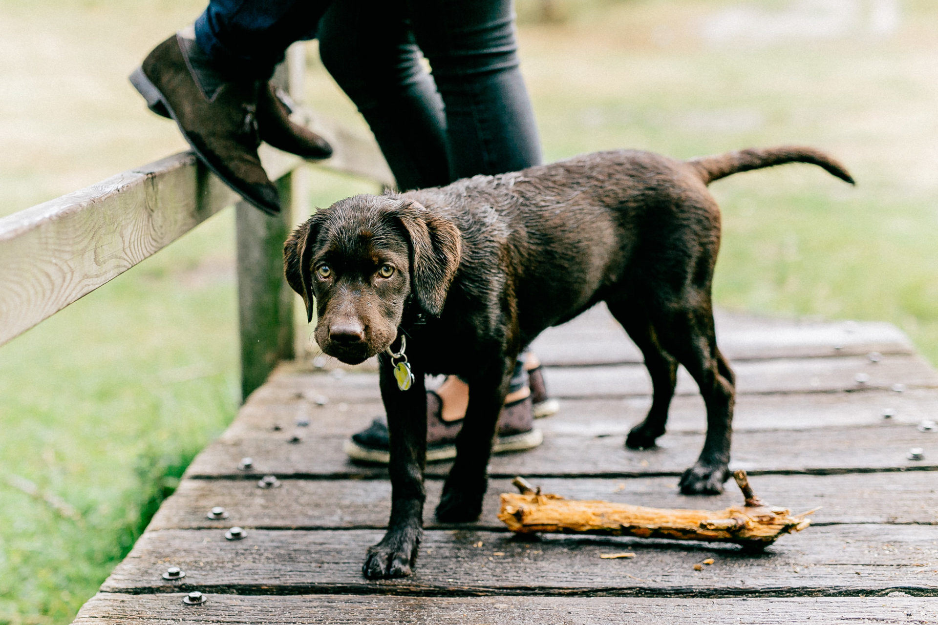 brown lab-labrador puppy-cute dog-engagement photos with dog-couple shoot hamburg-photographer germany