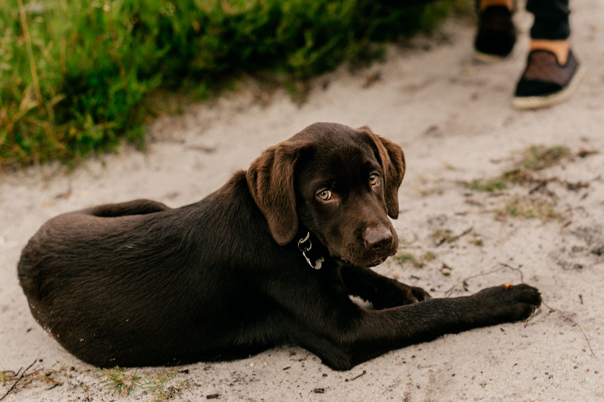 couple shoot Hamburg-engagement photos with dog-labrador puppy-brown lab pup-cute dogs-labrador family