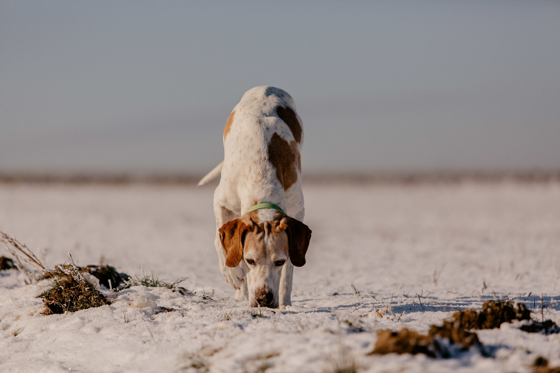 dog photographer-dog portraits-dog winter-11 dog photographer europe-germany dog photographer