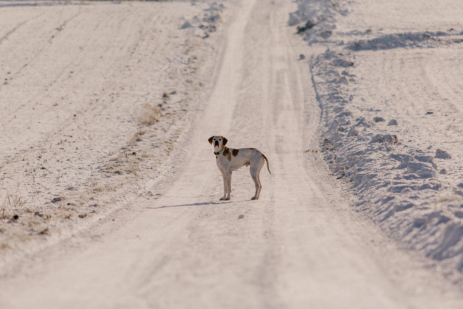 dog photographer Stuttgart-dog portraits-dog winter-16 dog photographer europe-germany dog photographer