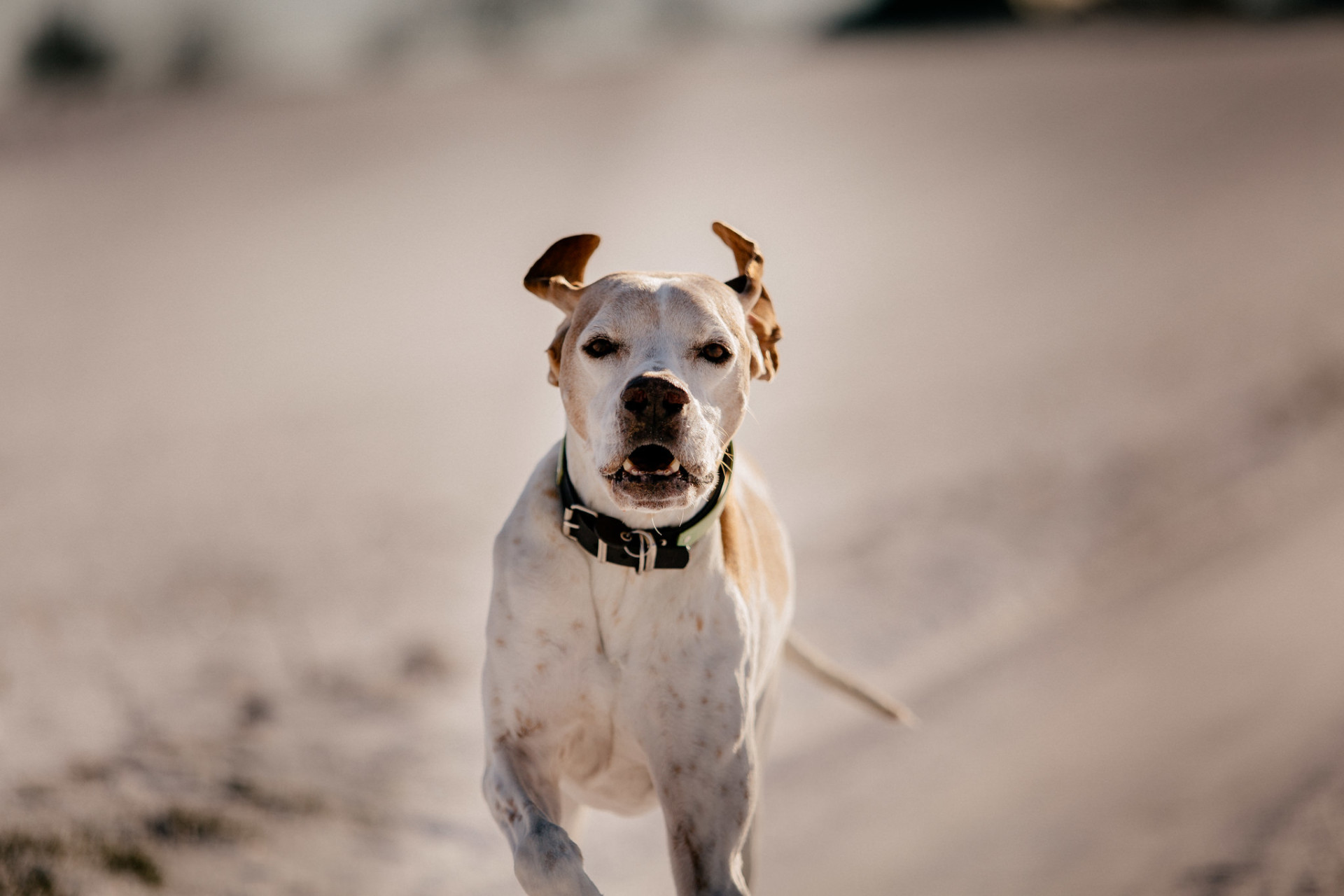 dog photographer-dog portraits-dog winter-17 dog photographer europe-germany dog photographer
