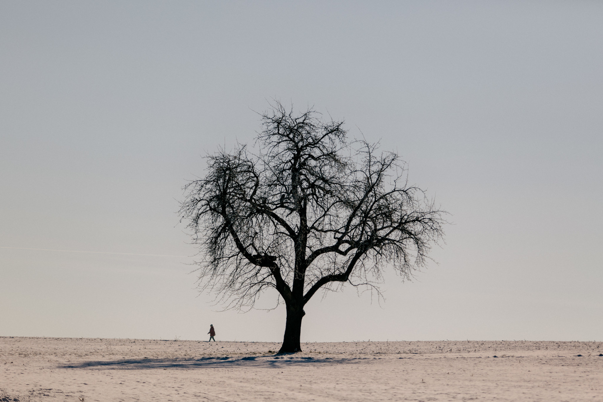 dog photographer-dog portraits-dog winter-18 dog photographer europe-germany dog photographer