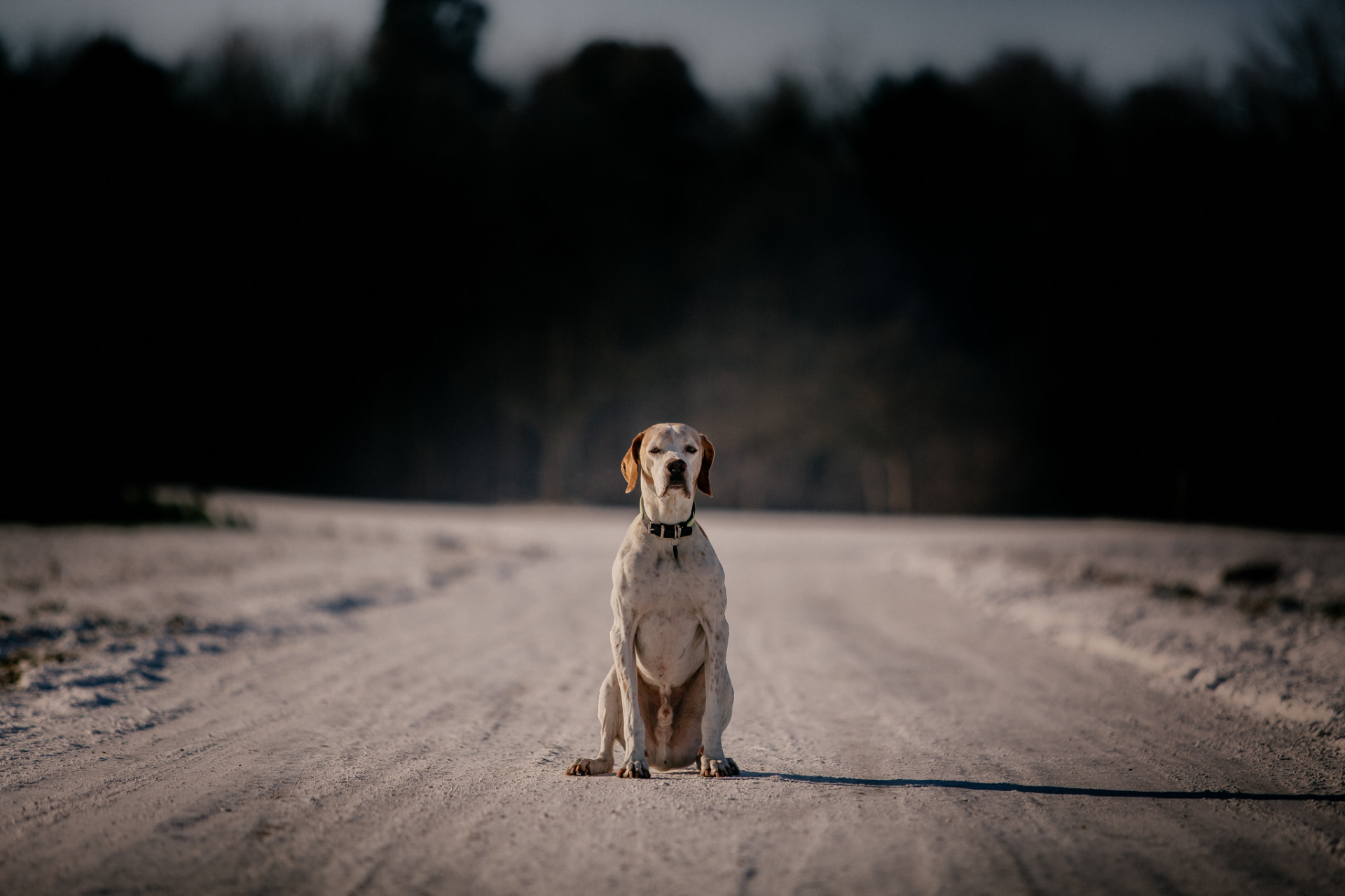 dog photographer-dog portraits-dog winter-21 dog photographer europe-germany dog photographer