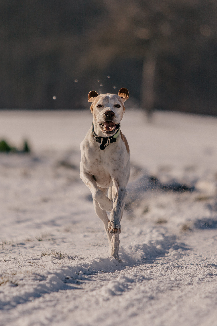 dog photographer-dog portraits-dog winter-22 dog photographer europe-germany dog photographer