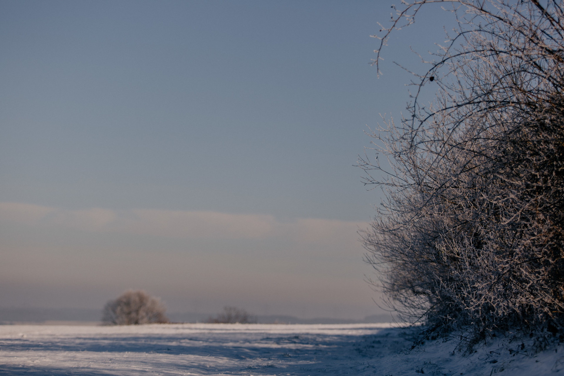 dog photographer-dog portraits-dog winter-24 dog photographer europe-germany dog photographer