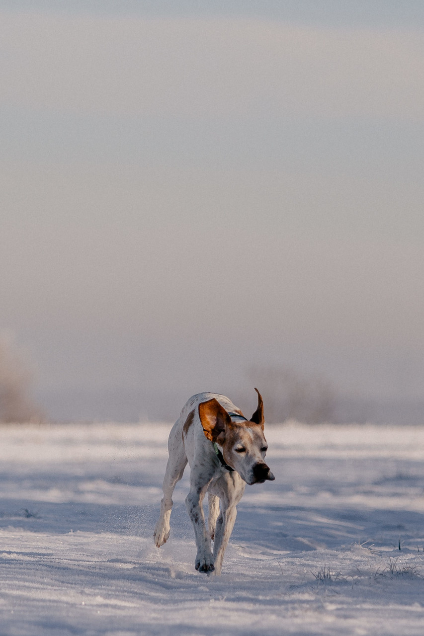 dog photographer-dog portraits-dog winter-26 dog photographer europe-germany dog photographer
