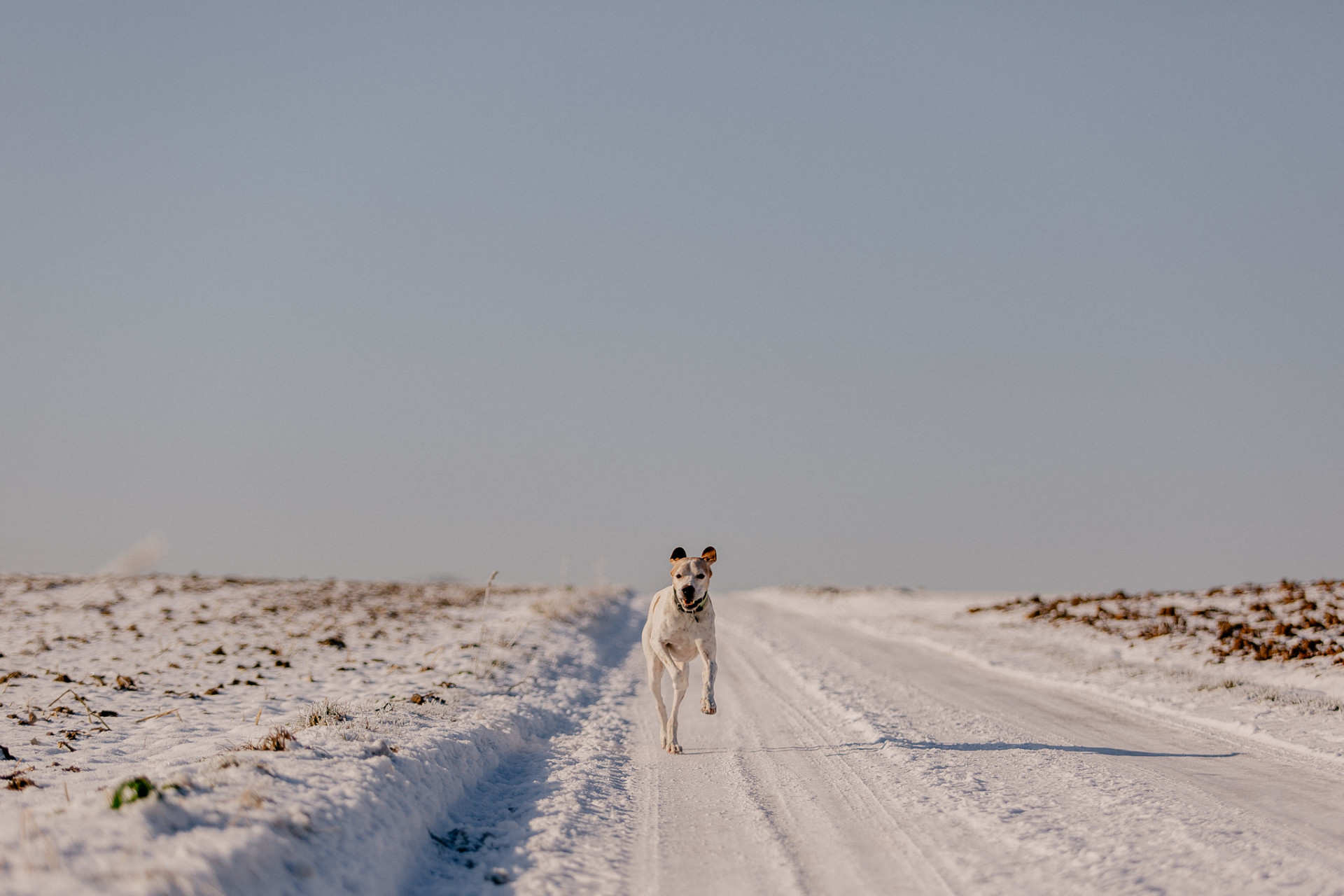 dog photographer-dog portraits-dog winter-6 dog photographer europe-germany dog photographer