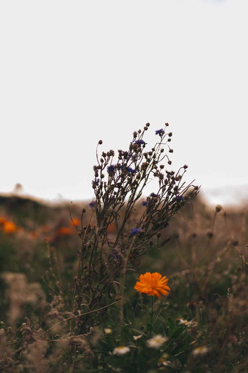 black forest wedding-elopement photographer germany