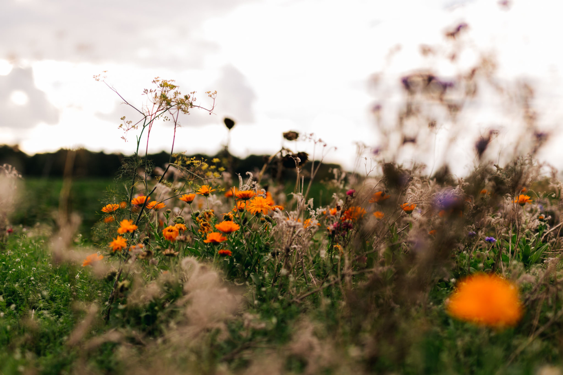 flower engagement-engagement session stuttgart