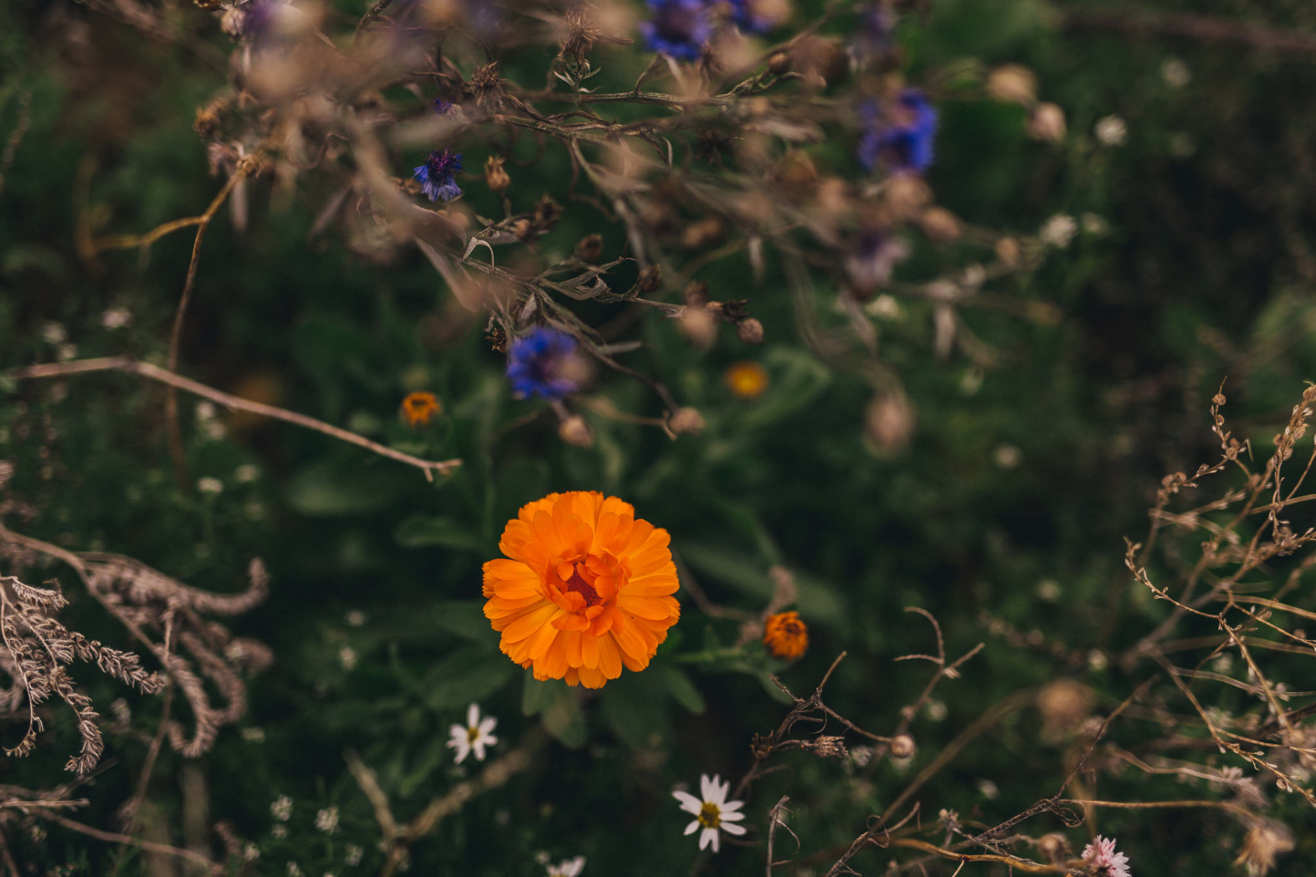 engagement photos stuttgart-wedding photographer stuttgart-germany elopement photographer
