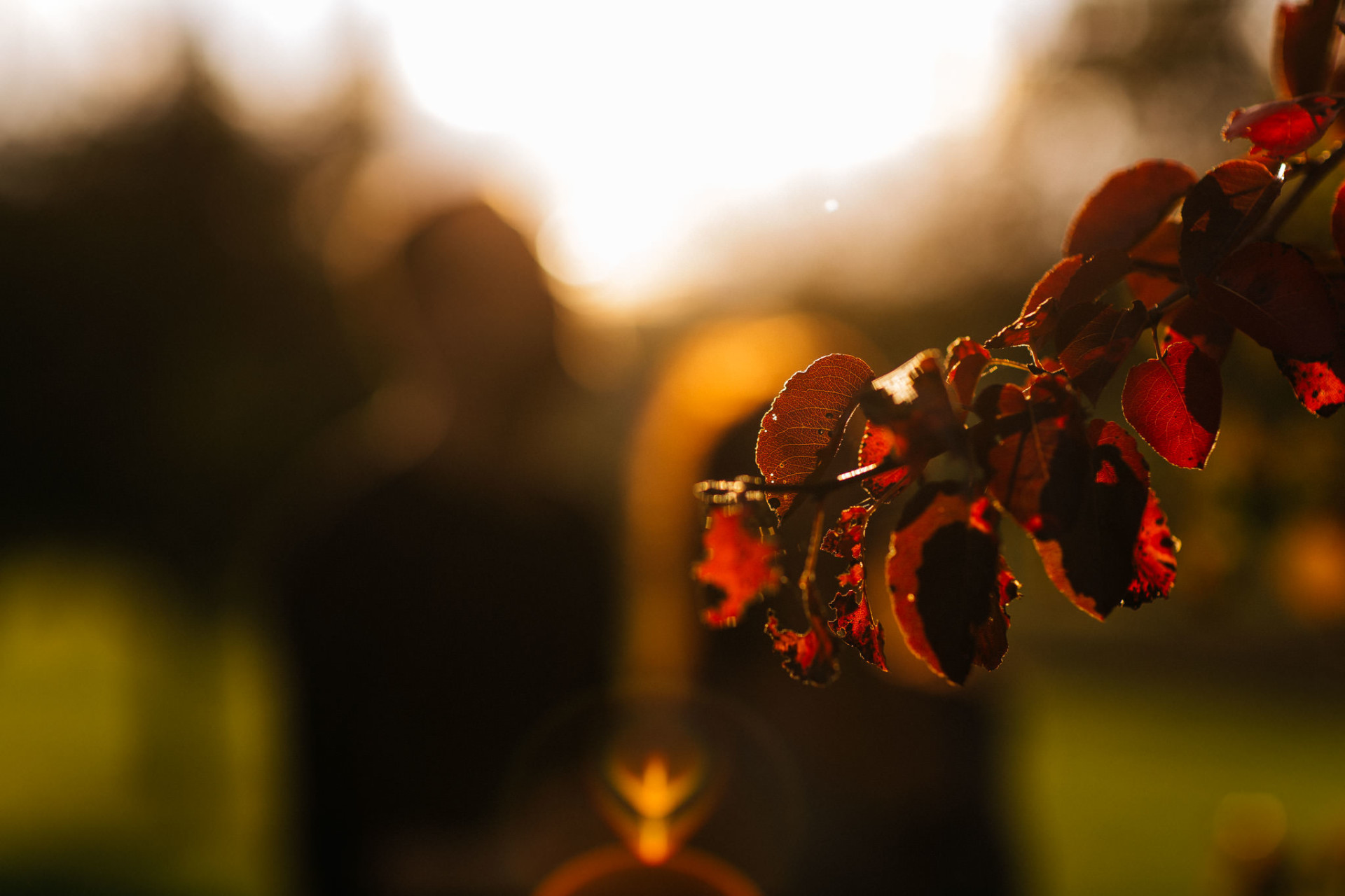 engagement photos stuttgart-wedding photographer stuttgart-black forest elopement photographer