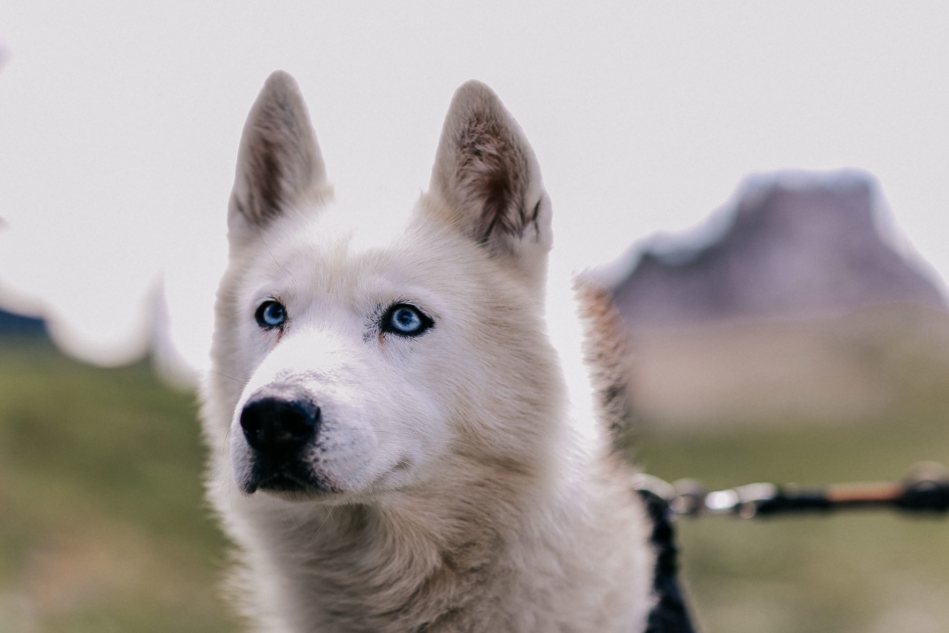 wedding photographer austria-engagement photos in alps-20 angel-siberian husky-fluffy dog-white husky blue eyes