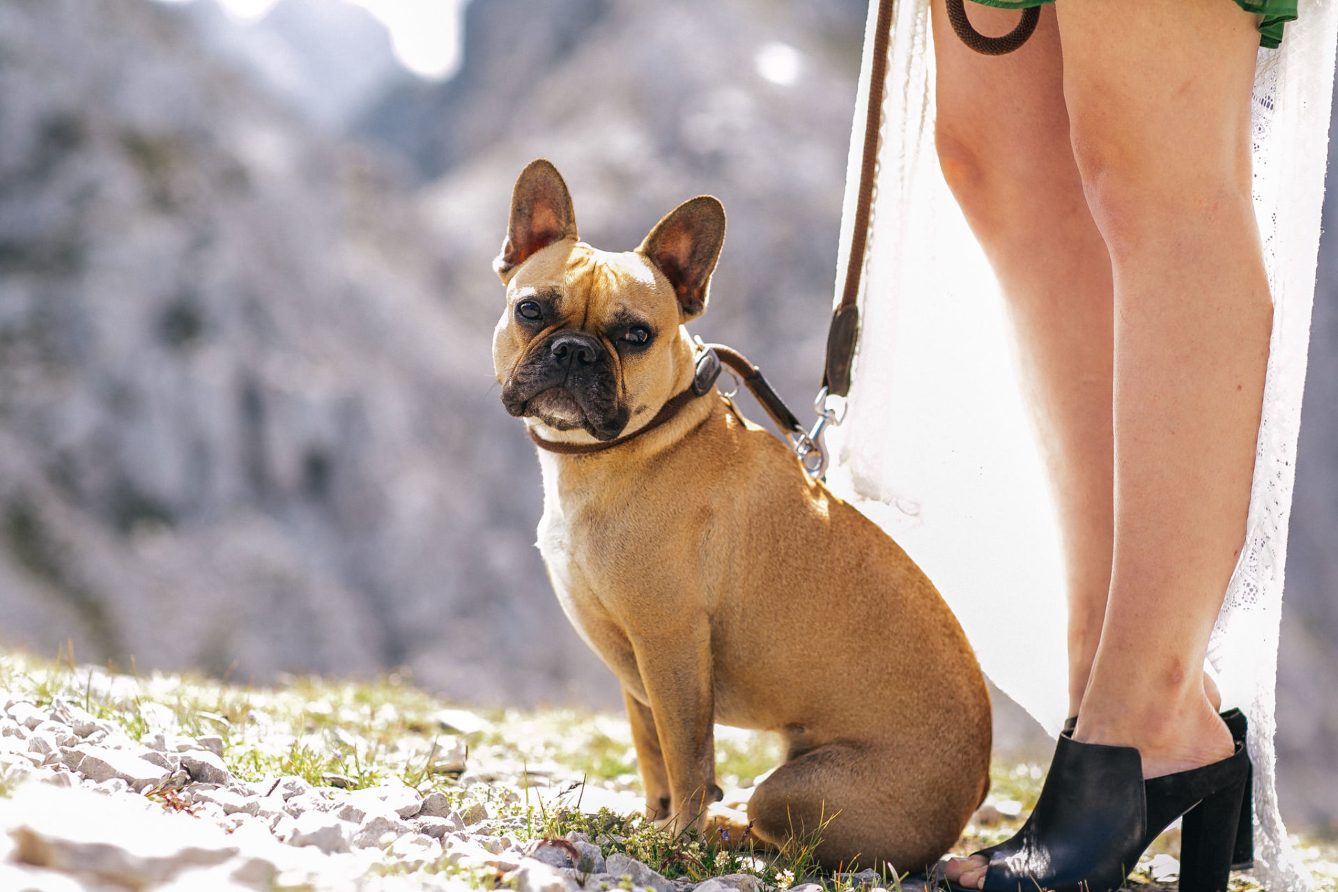 wedding photographer austria-engagement photos in alps-26 who is mocca french bulldog-frenchie portrait-fashion blogger dog