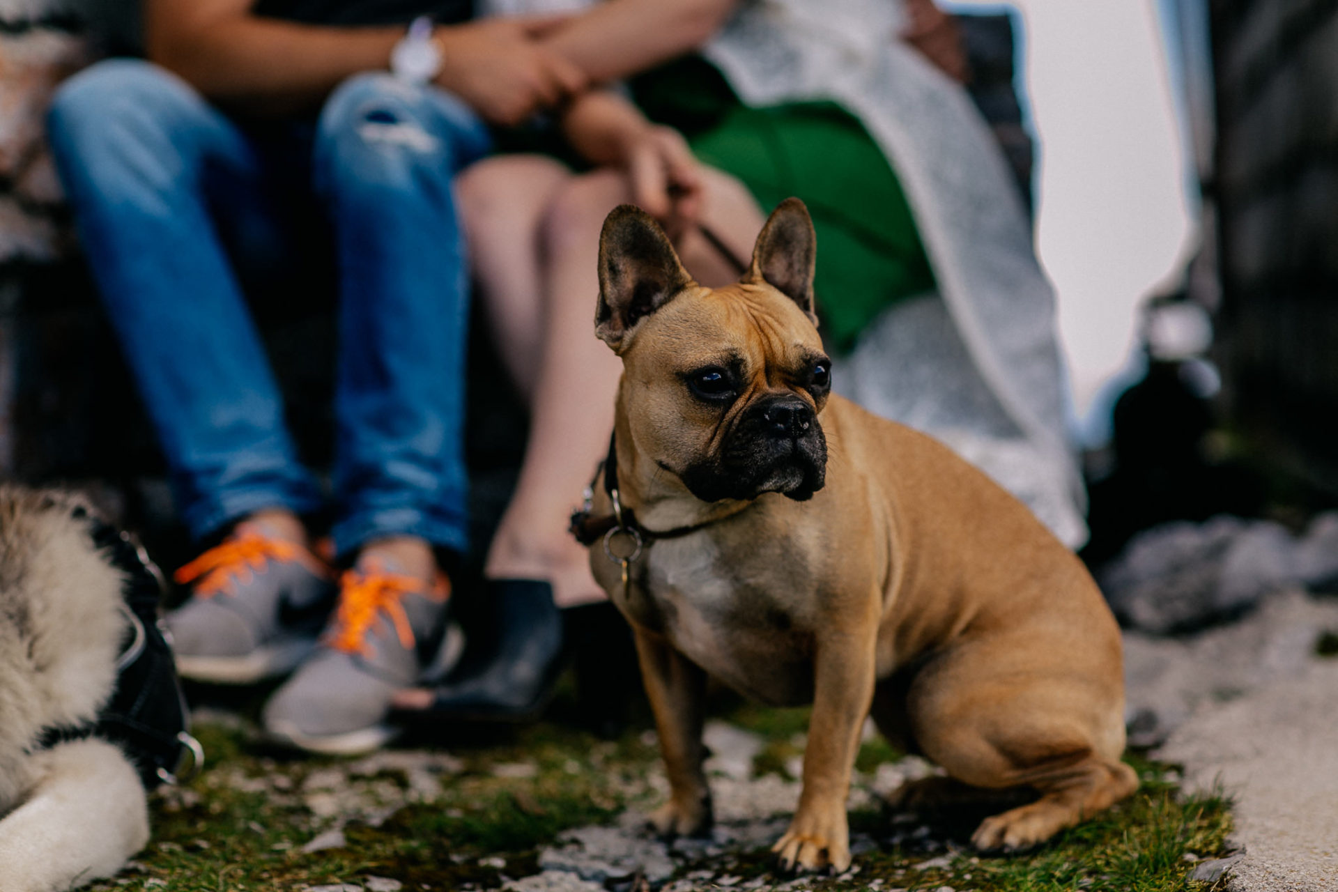 wedding photographer austria-engagement photos in alps-33 engagement photos with dogs-dogs are family-french bulldog mocca
