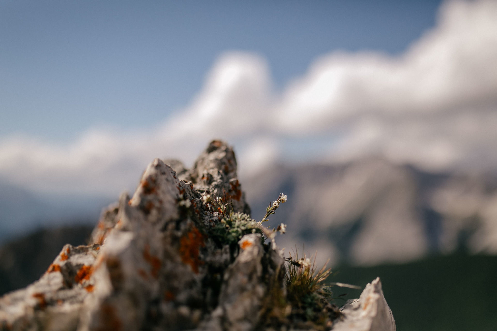 wedding photographer austria-engagement photos in alps-36 landscape photo austrian alps-mountain flowers high-alpine