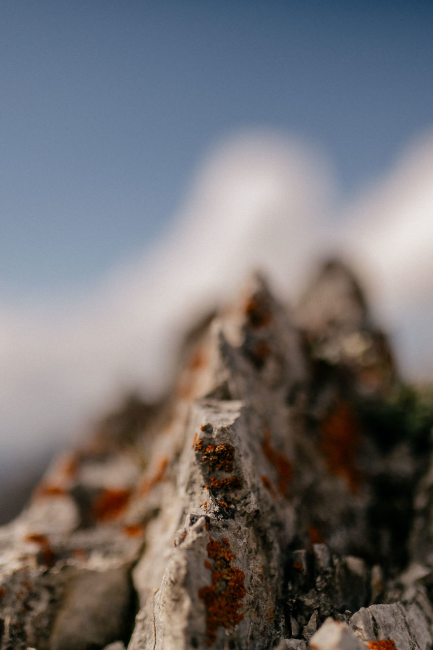 wedding photographer austria-engagement photos in alps-37 landscape photo austrian alps-mountain flowers high-alpine