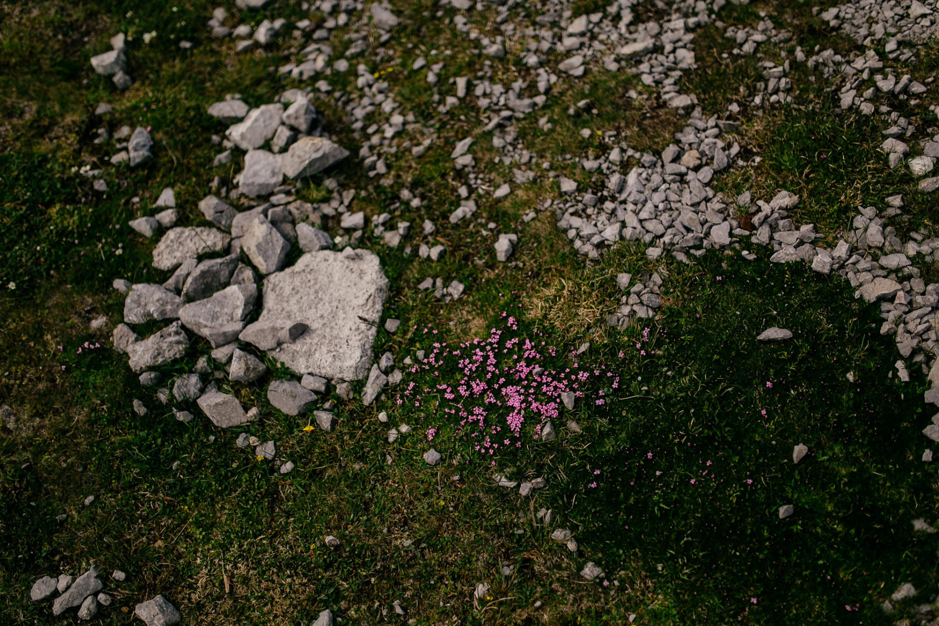 wedding photographer austria-engagement photos in alps-38 landscape photo austrian alps-mountain flowers high-alpine