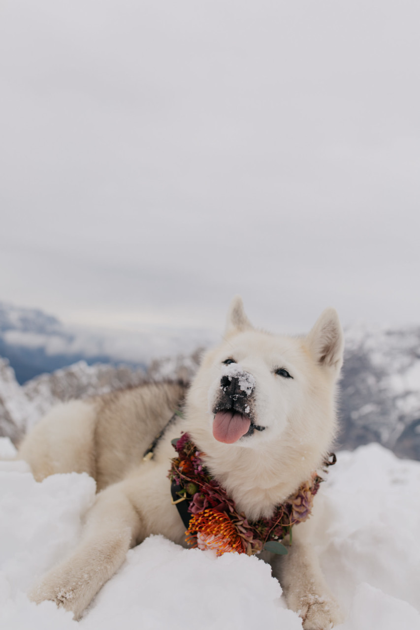 dog of honour-wedding with dogs-mountain wedding-hafelekarspitze-nordkette-siberian husky
