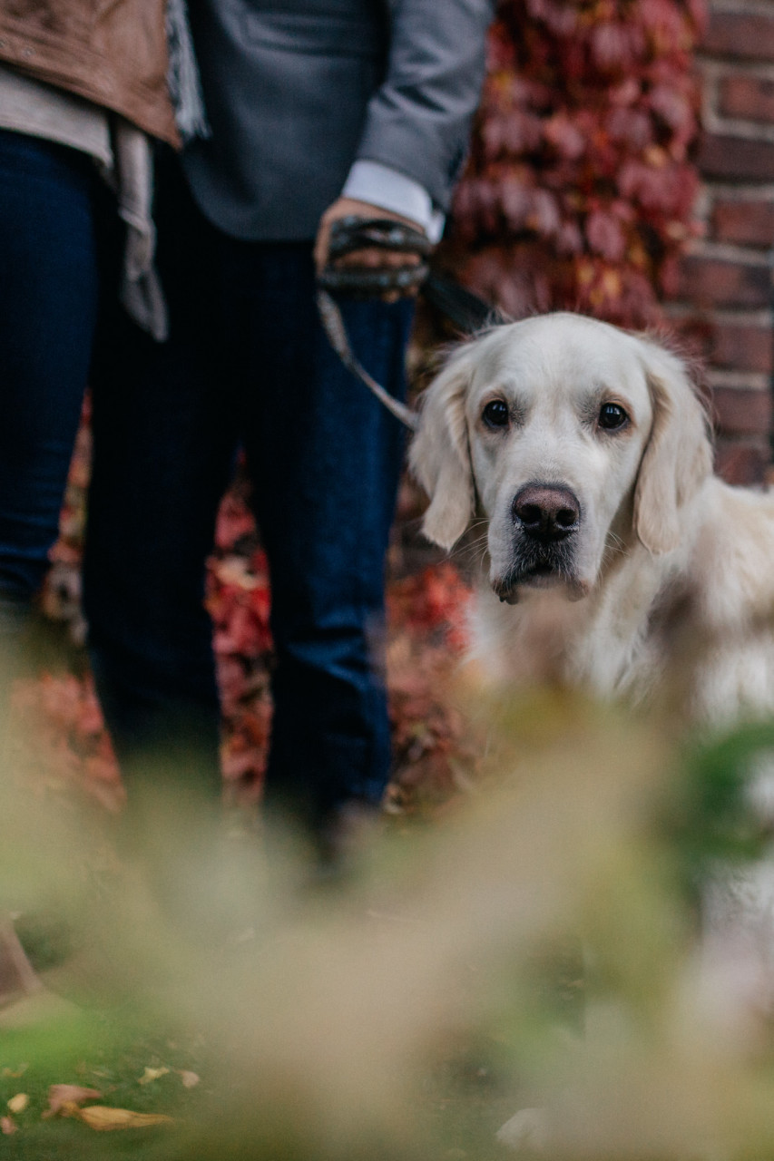 wedding photographer stockholm-engagement photos with dog-sweden elopement