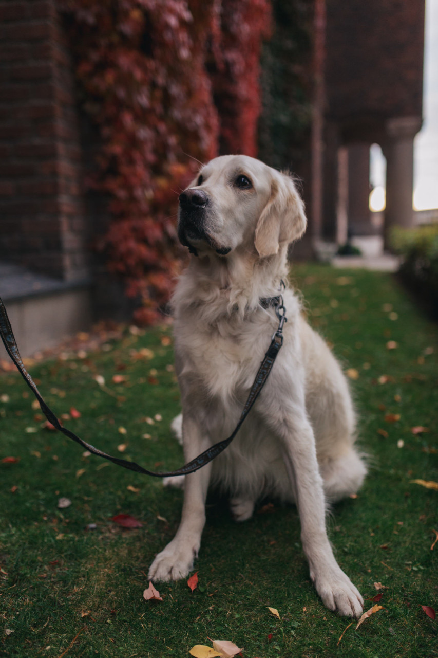 wedding photographer stockholm-engagement photos with dog-sweden elopement