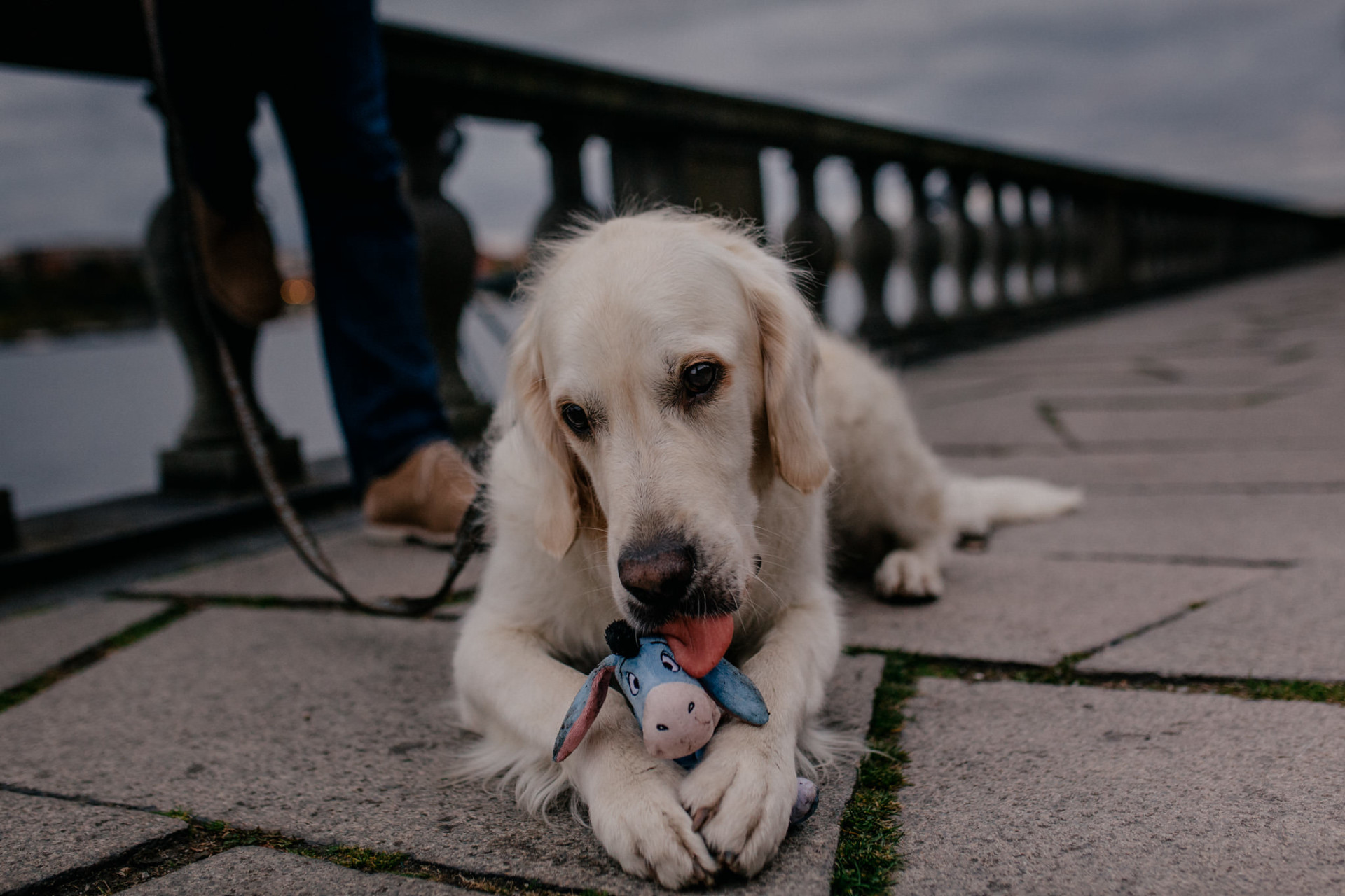 dog portrait-golden retriever stockholm-wedding photographer stockholm