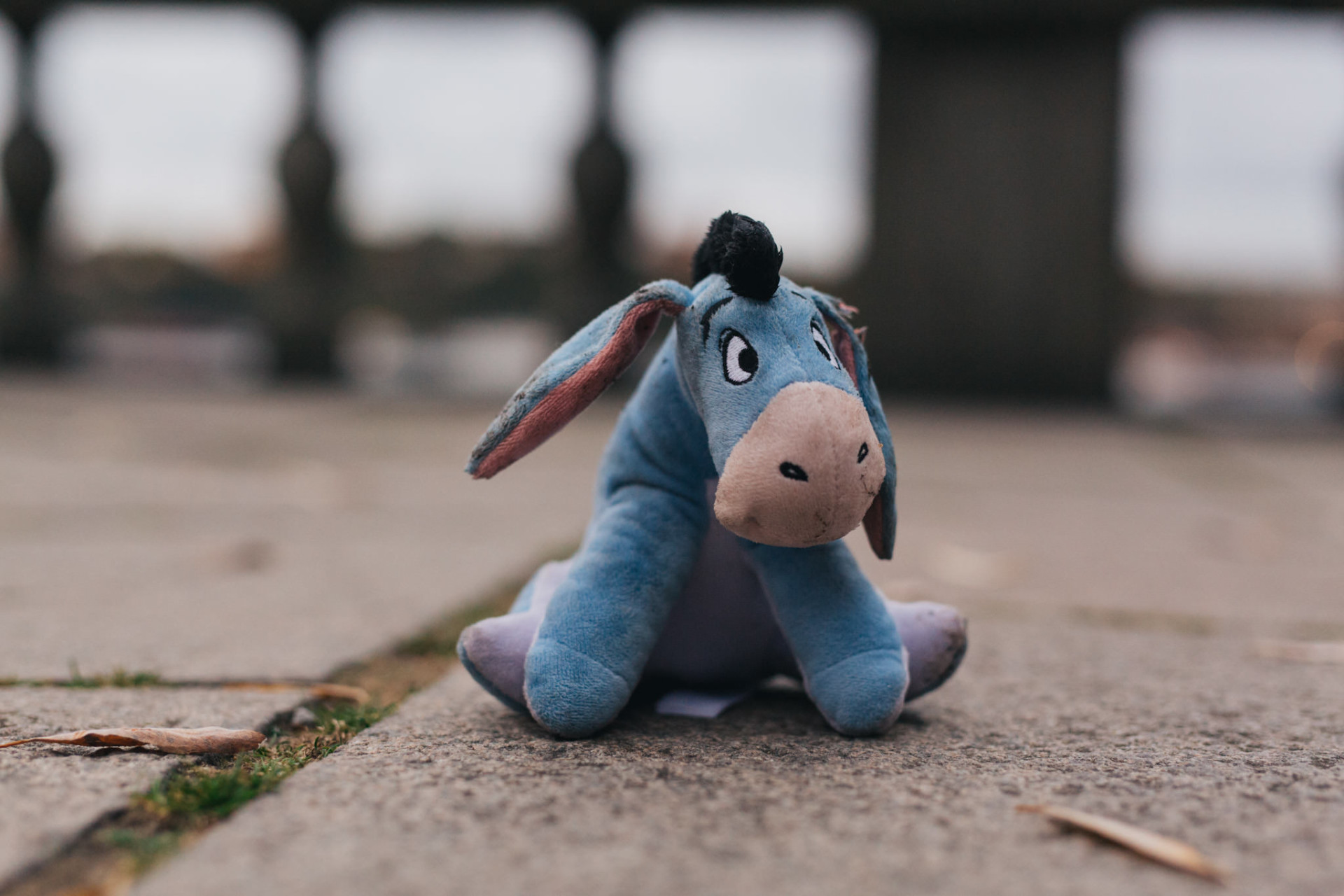 wedding photographer stockholm-engagement photos with dog-sweden elopement