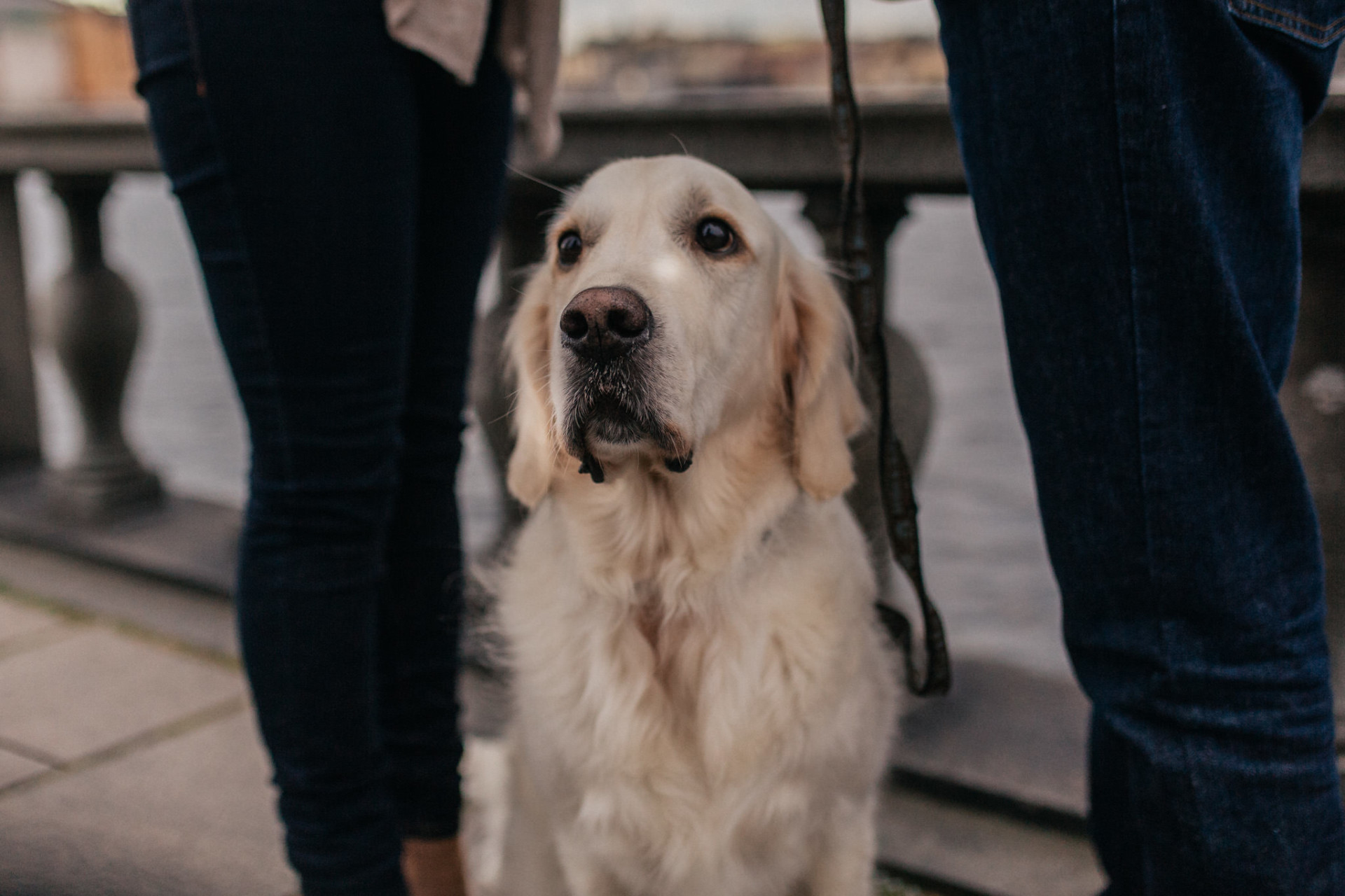 wedding photographer stockholm-engagement photos with dog-sweden elopement