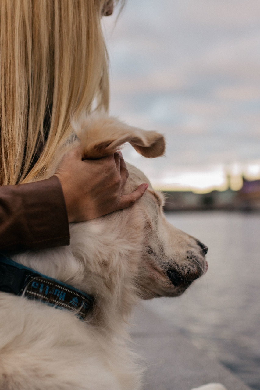 wedding photographer stockholm-engagement photos with dog-sweden elopement