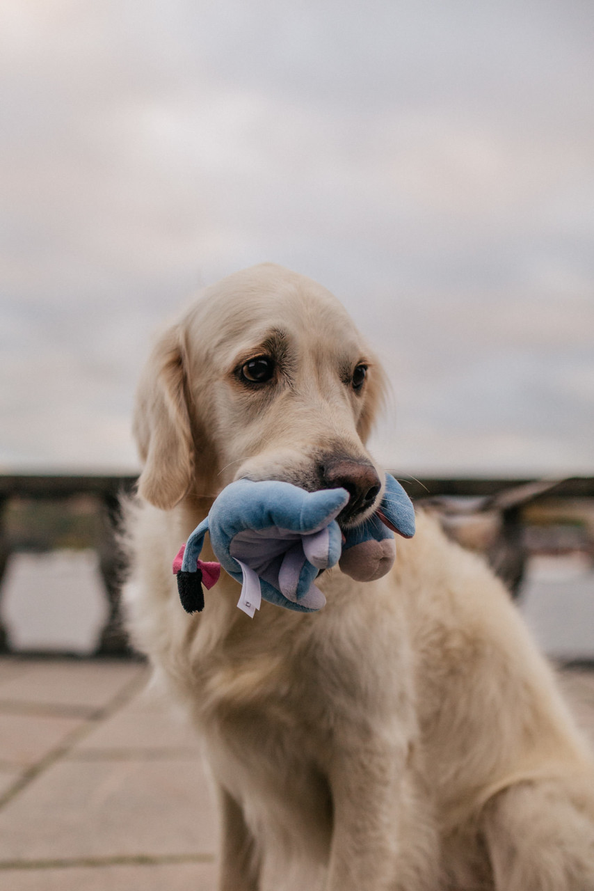 wedding photographer stockholm-engagement photos with dog-sweden elopement