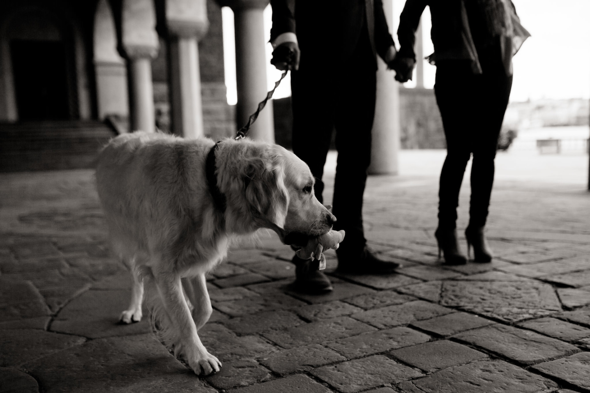 wedding photographer stockholm-engagement photos with dog-sweden elopement