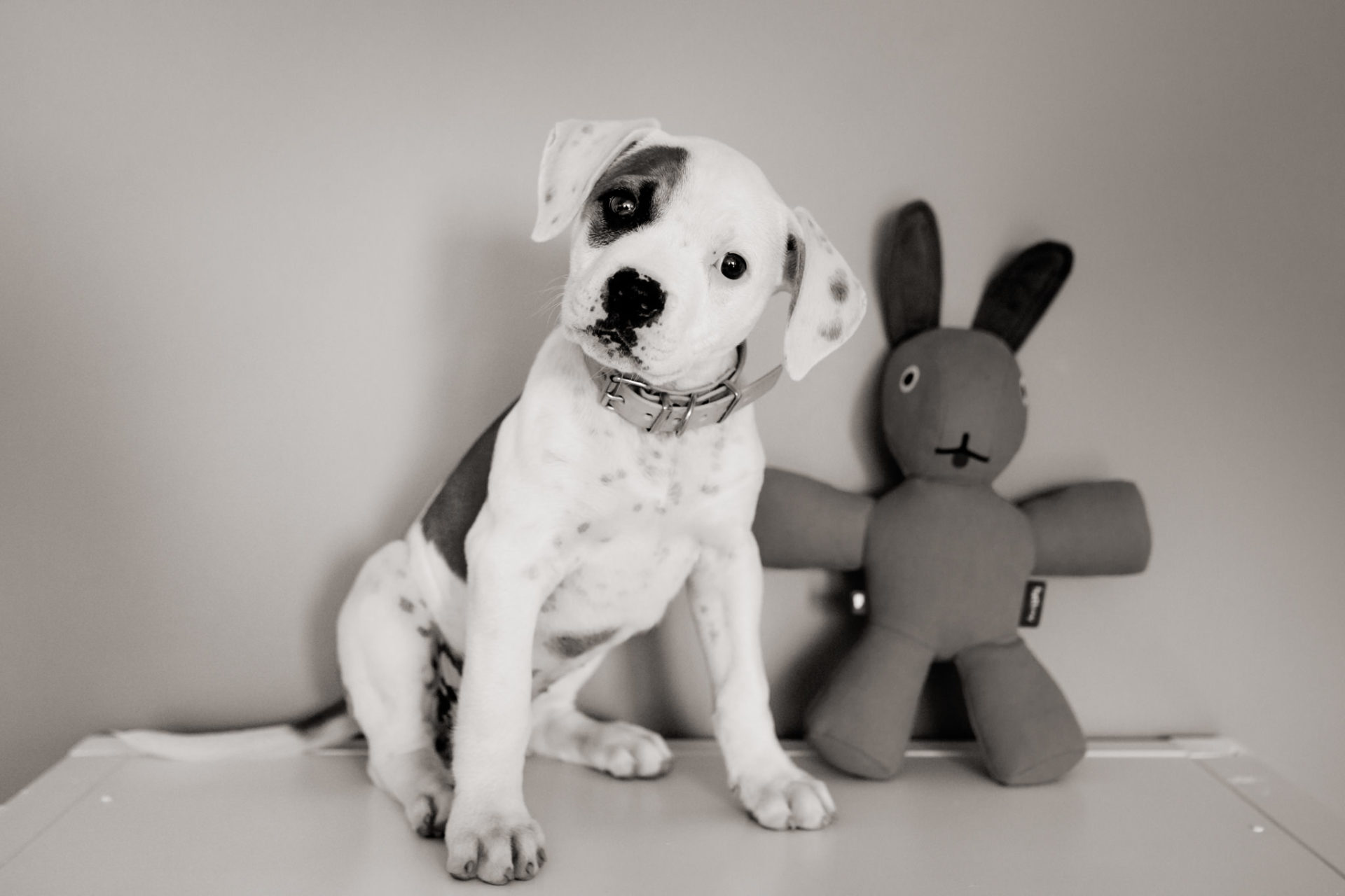 Dog Photographer-American Bulldog puppy-1 dog photographer germany-dog portrait natural-stuttgart pet photos-american bulldog puppy