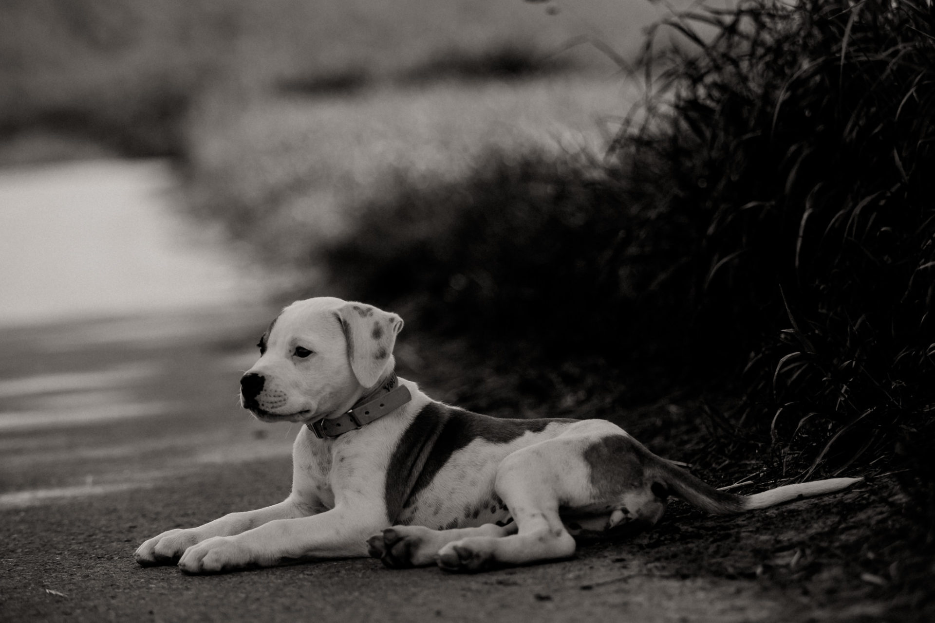 Dog Photographer-American Bulldog puppy-10 dog photographer germany-dog portrait natural-stuttgart pet photos-american bulldog puppy