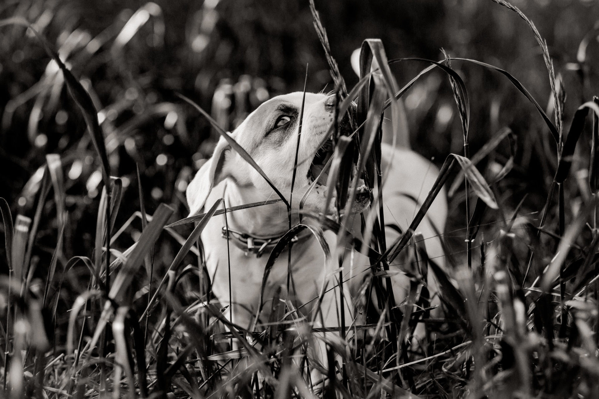 Dog Photographer-American Bulldog puppy-11 dog photographer germany-dog portrait natural-stuttgart pet photos-american bulldog puppy