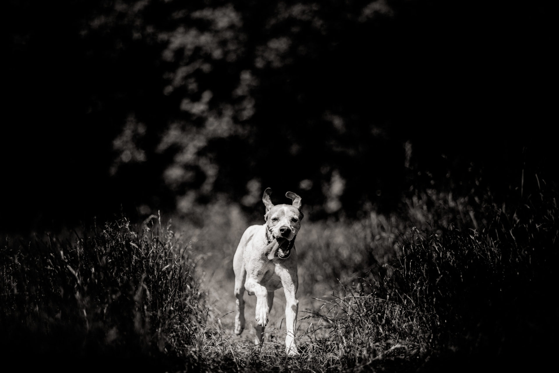 Dog Photographer-American Bulldog puppy-12 dog photographer germany-dog portrait natural-stuttgart pet photos-english pointer-hunting dog-stuttgart dogs