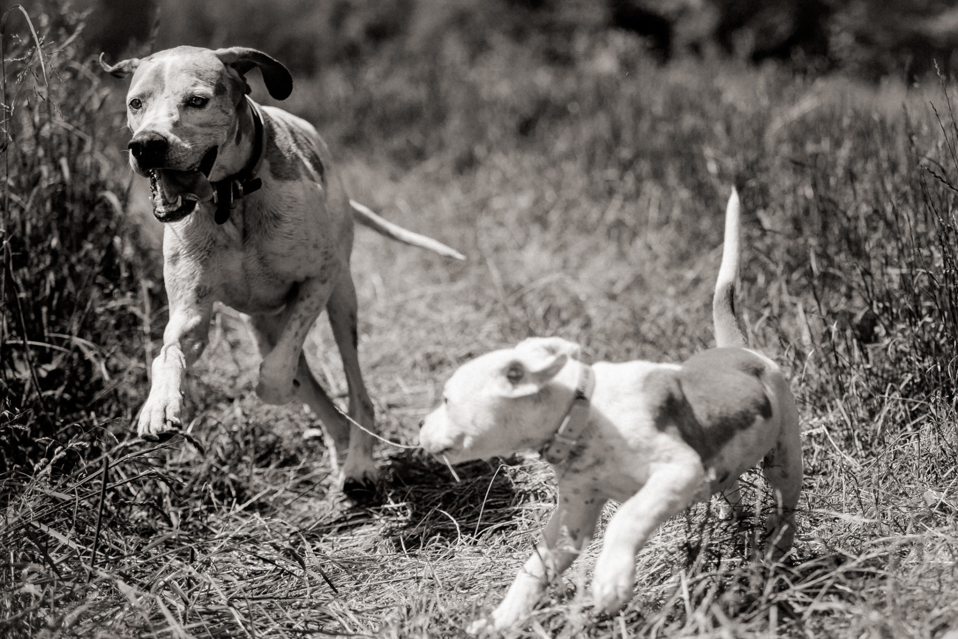 Dog Photographer-American Bulldog puppy-13 dog photographer germany-dog portrait natural-stuttgart pet photos-american bulldog puppy-english pointer dog