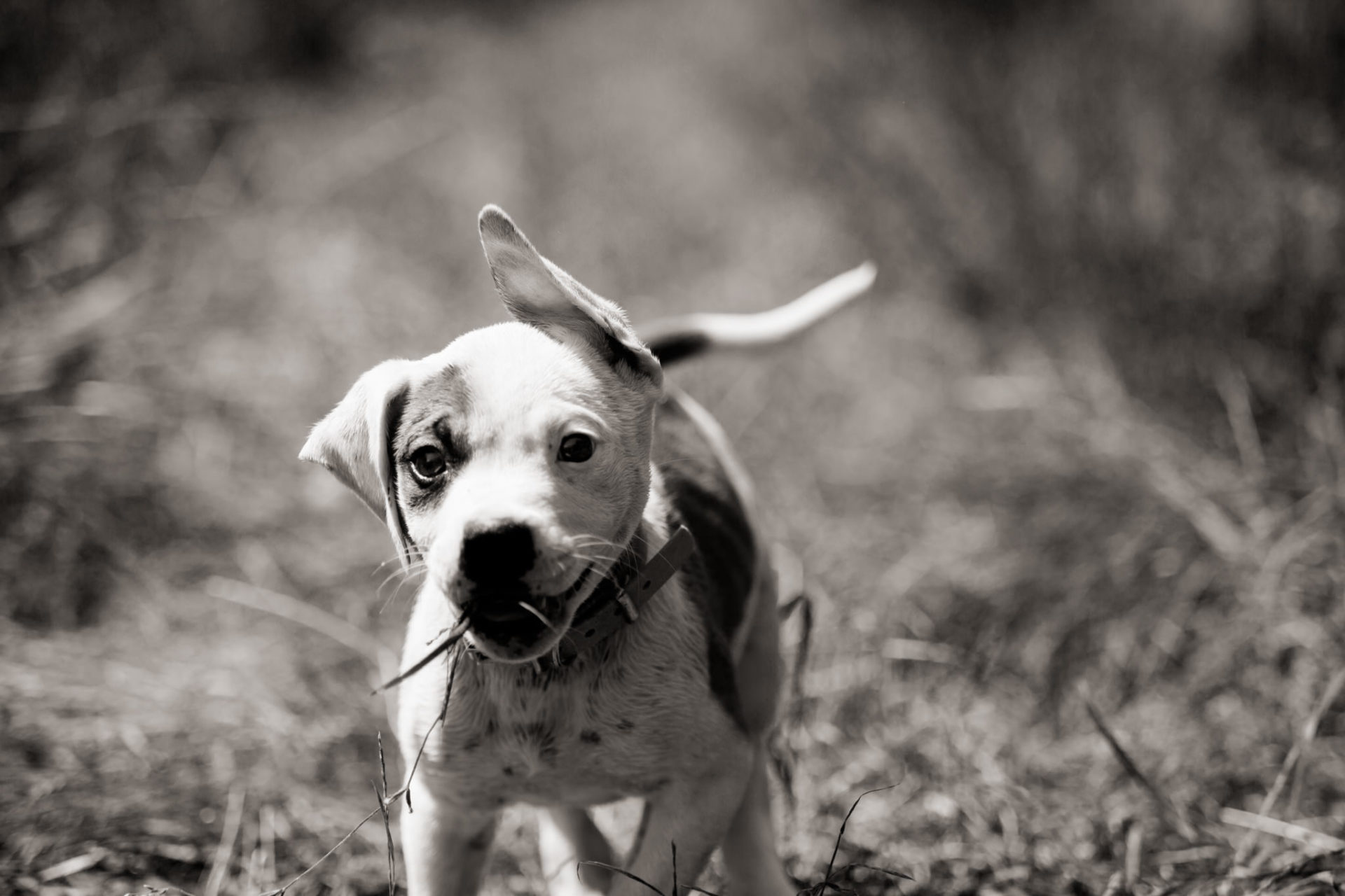 Dog Photographer-American Bulldog puppy-14 dog photographer germany-dog portrait natural-stuttgart pet photos-american bulldog puppy