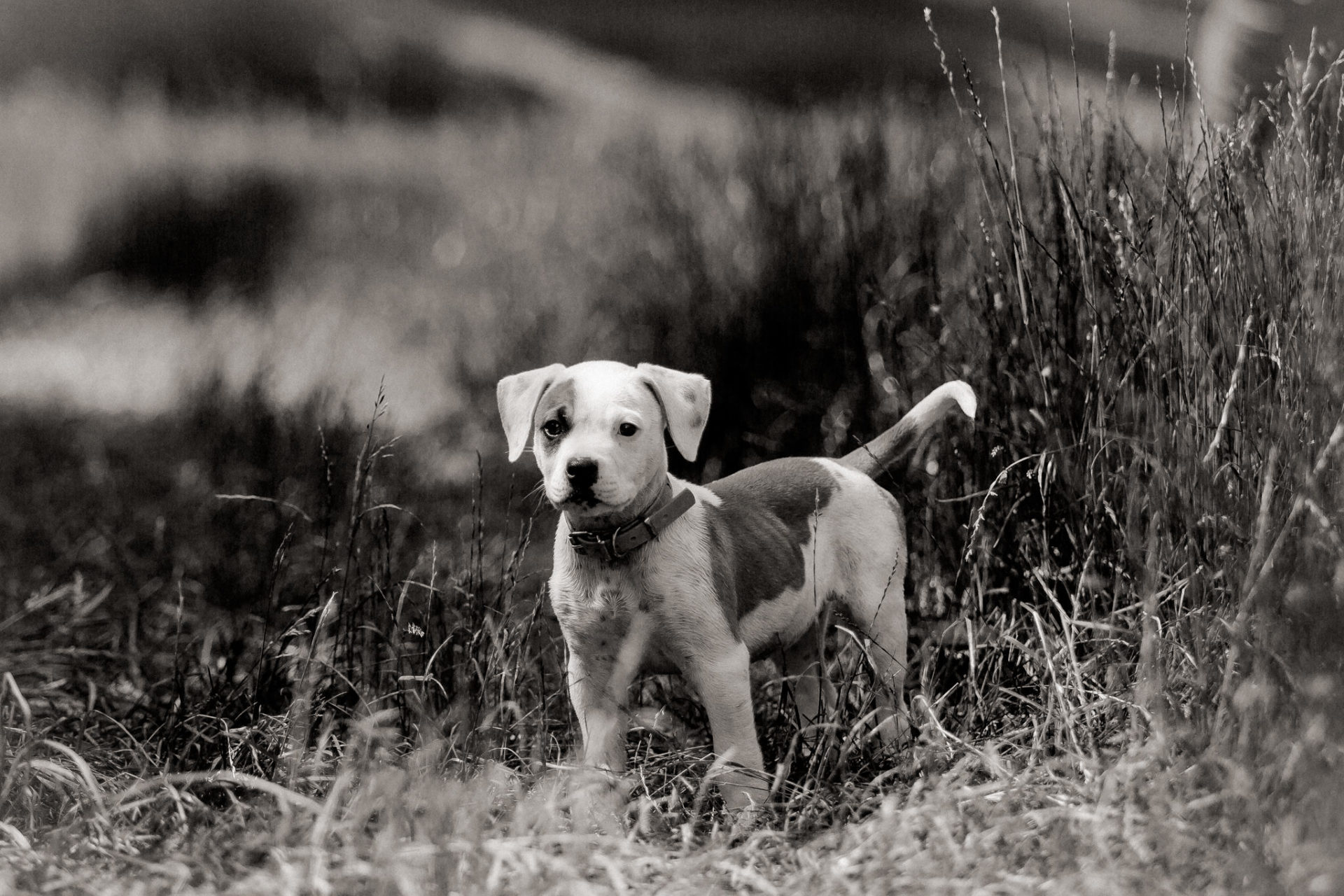 Dog Photographer-American Bulldog puppy-15 dog photographer germany-dog portrait natural-stuttgart pet photos-american bulldog puppy