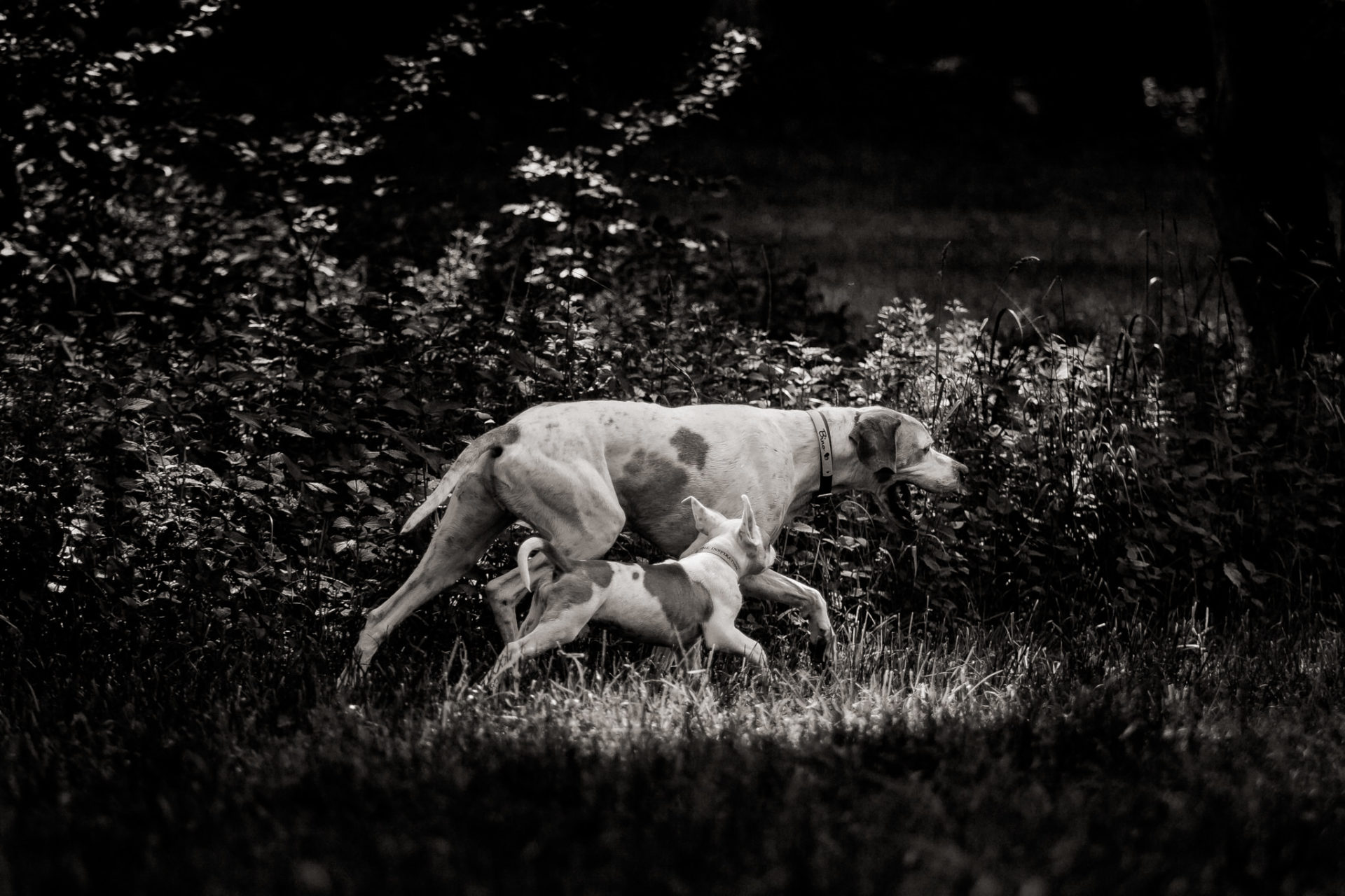 Dog Photographer-American Bulldog puppy-16 dog photographer germany-dog portrait natural-stuttgart pet photos-american bulldog puppy-english pointer